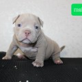 DIAMOND BULLY DYYUK DIAMOND BULLY DYYUK