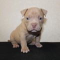DIAMOND BULLY DALLAS DIAMOND BULLY DALLAS