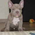 DIAMOND BULLY ENERGY DIAMOND BULLY ENERGY