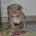 DIAMOND BULLY JE T'AIME DIAMOND BULLY JE T'AIME