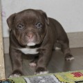 DIAMOND BULLY JU SHAW DIAMOND BULLY JU SHAW
