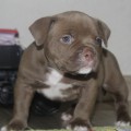 DIAMOND BULLY JENEVA DIAMOND BULLY JENEVA