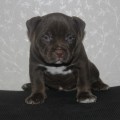 DIAMOND BULLY JACLIN DIAMOND BULLY JACLIN