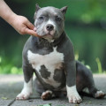 DIAMOND BULLY ZAJKA DIAMOND BULLY ZAJKA
