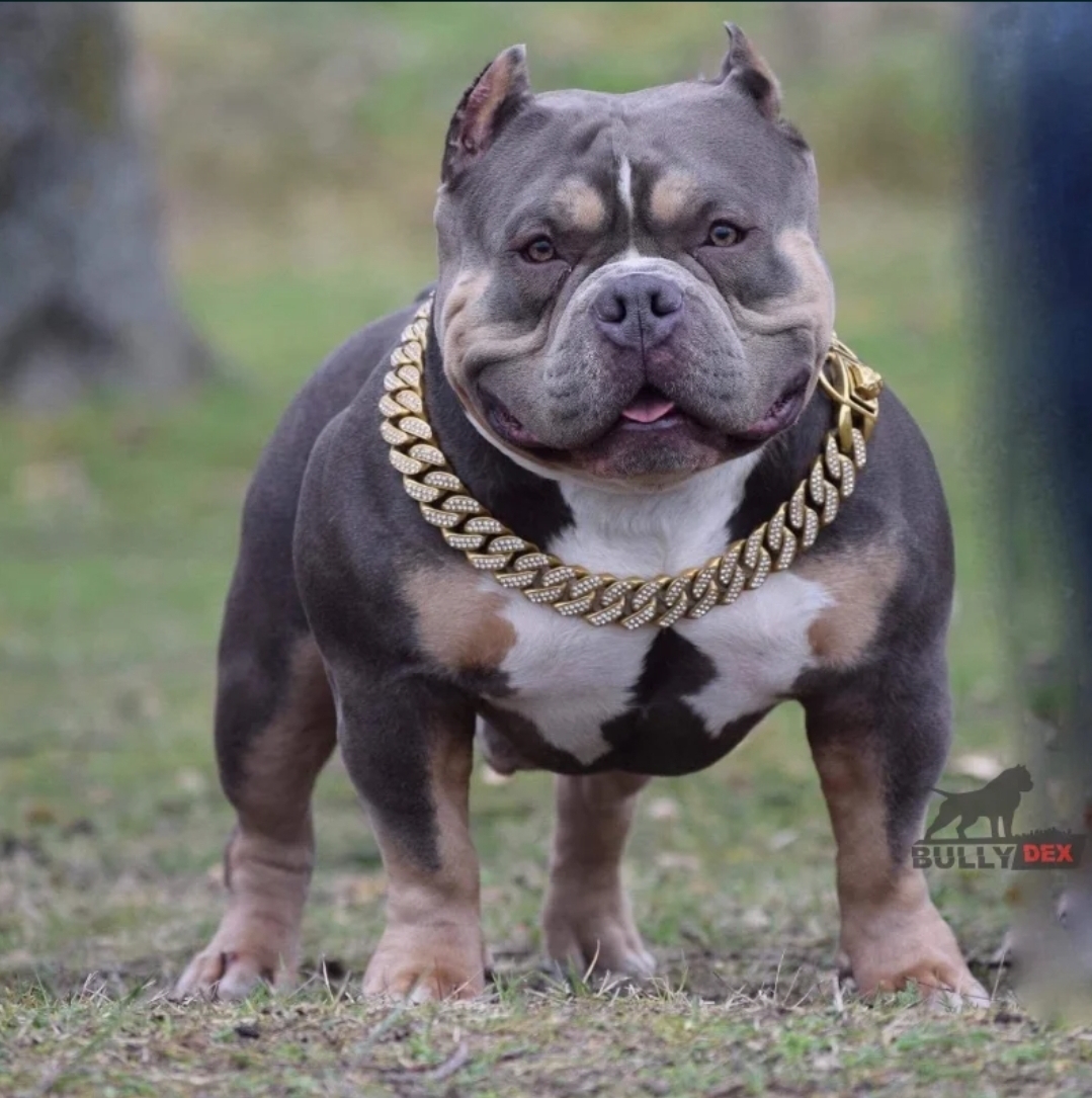 GRCH KAOS » Pedigree database American Bully;