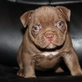 DIAMOND BULLY IPSI DIAMOND BULLY IPSI
