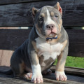 DIAMOND BULLY ZORRO DIAMOND BULLY ZORRO