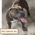 CABANISS' SKY CABANISS' SKY