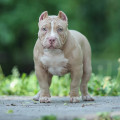 DIAMOND BULLY ZOLTAN DIAMOND BULLY ZOLTAN