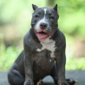 DIAMOND BULLY ZABAVA DIAMOND BULLY ZABAVA