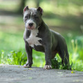DIAMOND BULLY ZATEYA DIAMOND BULLY ZATEYA
