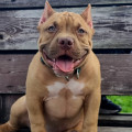 DIAMOND BULLY IDEAL DIAMOND BULLY IDEAL