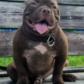 DIAMOND BULLY IZYUM DIAMOND BULLY IZYUM
