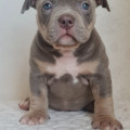 DIAMOND BULLY IMPERATOR DIAMOND BULLY IMPERATOR