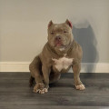 DIAMOND BULLY ZUMER DIAMOND BULLY ZUMER