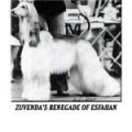 ZUVENDA RENEGADE OF ESFAHAN