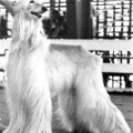 MECCA'S FALSTAFF