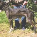 GORDII
