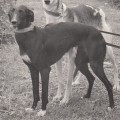 BESYUGA - GABIDZASHVILI