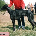 KRONVERSKII CHINGISHAN