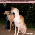 PATRITSIYA GOLUBKA LIDII