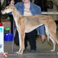 ATAMANKA RUSSKII VETER
