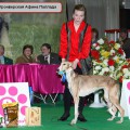KRONVERSKAYA AFINA PALLADA