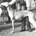 STRELA 013694 - GABIDZASHVILI