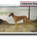 ZABIYAKA KAVERZNIK LIDII