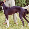 KOM