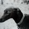 DIANA DIANA