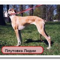 PLUTOVKA LIDII