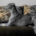 KRONVERSKAYA KARMEN SAIGA