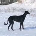 CHIPRANA S ZASECHNOI CHERTI