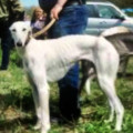 BELKA - IVANOV