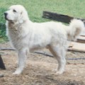 KRYWAN OD MALKUCHOW