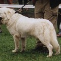 KUMOSKA Z BUTOROWEGO WIERCHU
