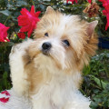 PETIT BIJOU EMPRESS EKATERINA THE GREAT PETIT BIJOU EMPRESS EKATERINA THE GREAT