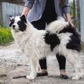 RUNDOGS CHERNII BRILLIANT RUNDOGS CHERNII BRILLIANT