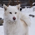 URGAL SULUS SHAILA SEVERNAYA FEYA