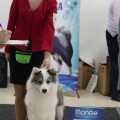 RUNDOGS NEPREVZOIDENNAYA ZVEZDA RUNDOGS NEPREVZOIDENNAYA ZVEZDA