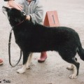 NILLA