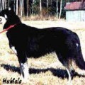 KUURAKUONON ALKALI-AMALIA