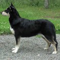 JUOKSA PILKKUMI