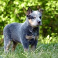 DINGOBELLS VOLGA DINGOBELLS VOLGA