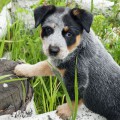 DINGOSTAR ESMERALDA DINGOSTAR ESMERALDA