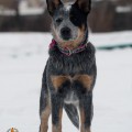 DINGOSTAR FAMA CLAMOSA DINGOSTAR FAMA CLAMOSA