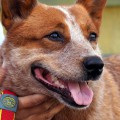 DINGOSTAR GOLDEN BEAUTY DINGOSTAR GOLDEN BEAUTY