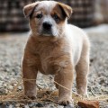 DINGOSTAR GREAT CLASSIC DINGOSTAR GREAT CLASSIC