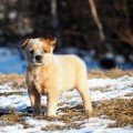 DINGOSTAR GLORY OF THE SUN DINGOSTAR GLORY OF THE SUN